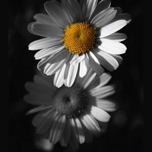 Meet your Posher, Deanie